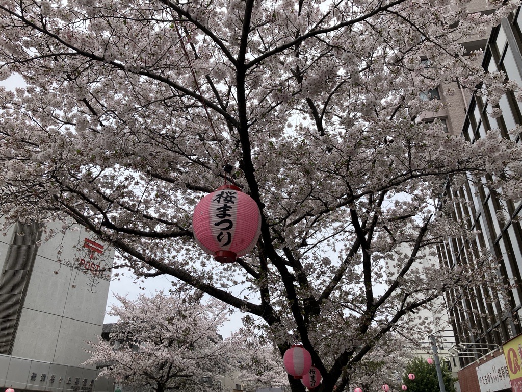 【2026年4月5日（日）開催】第45回せいせき桜まつり　