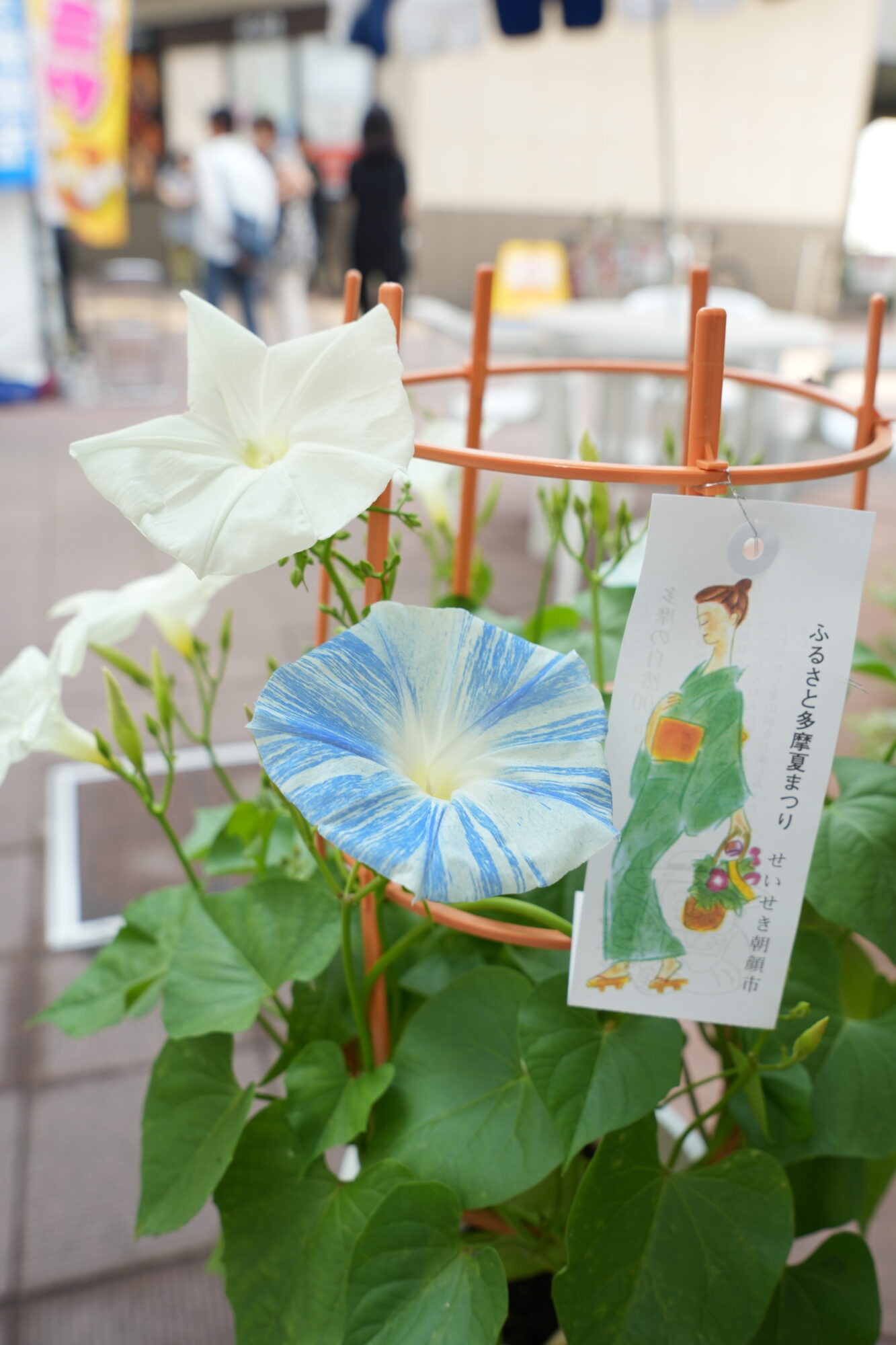 【2026年7月4日（土）・5日（日）開催】26せいせき朝顔市（第44回ふるさと多摩夏まつり）